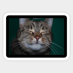 Happy cat Sticker